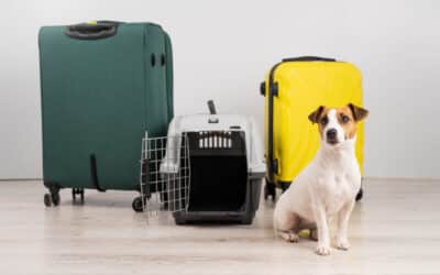 How to Move with Pets Without the Chaos