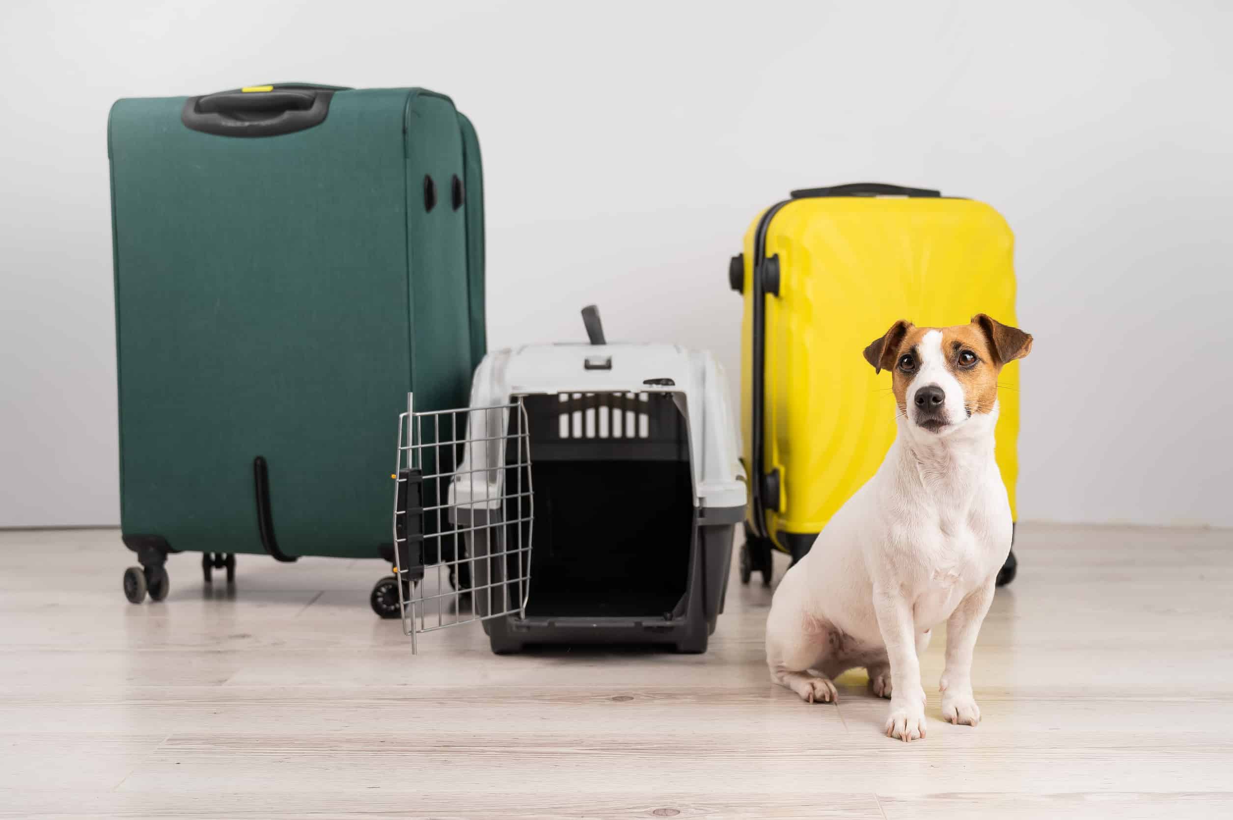 Most challenges that come with pet relocation are entirely preventable. The right preparation, a proactive vet visit, and a few strategic decisions on moving day can make the transition much smoother for your animals and for you.