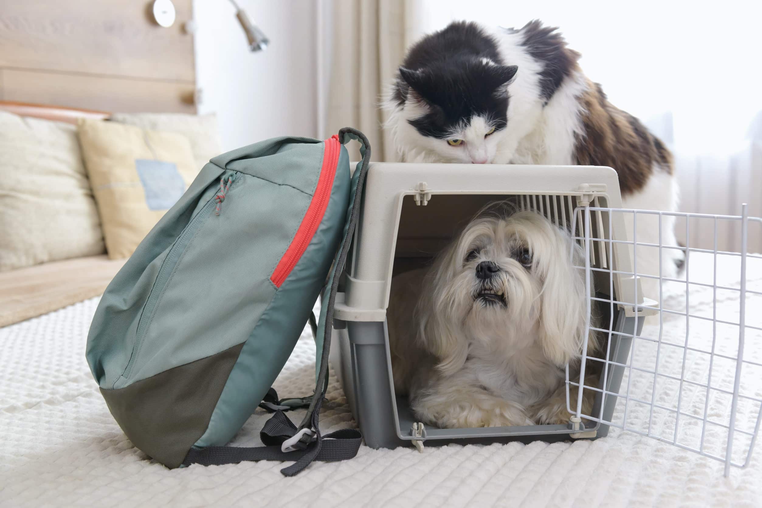Moving day is the highest-stress point for pets and can take from one to four weeks for them to settle into their new home