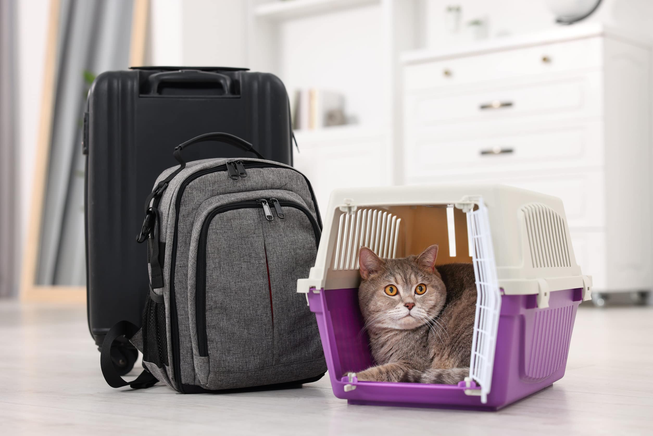 For cats and small dogs, a carrier is the safest and most controlled way to transport your pet. Chose the right carrier and introduce it early so your pet sees it as a refuge, not threat